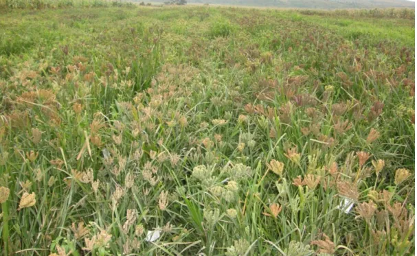 Figure 2.4-1. Morphological variability in the germplasm at Lanet test location