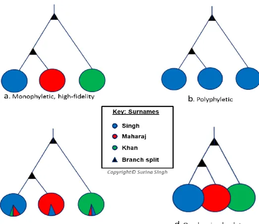 Figure 5: Possible relationships between Y-chromosomal haplotypes and surname  transmission