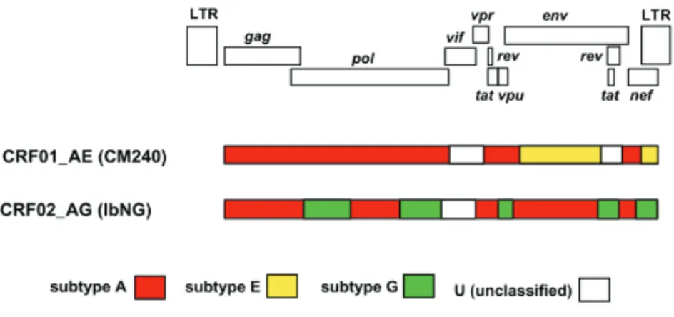 Figure 1.5:  Mosaic genome structures of CRF01_AE and CRF02_AG. An alignment of representative near  full-length strains was used and gap-stripped prior to all analysis