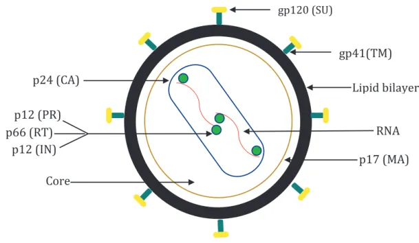 Figure 1.6: Structure of HIV-1 virion 