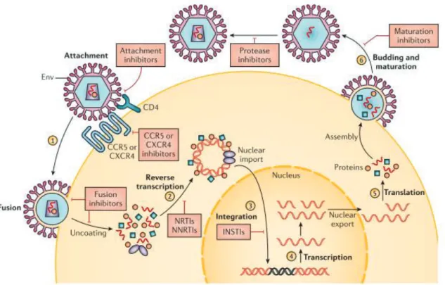 Figure 1.8: HIV-1 replication cycle showing all known ART targets. Taken from (95). 