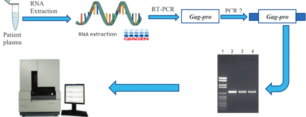 Figure 2.1: Summary of amplification and sequencing of patient plasma showing  experimental procedures from RNA extraction from patient plasma all the way to sequencing  of patient samples