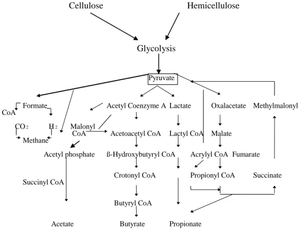 Figure 2.5 The production and conversion of pyruvate to volatile fatty acids in the rumen