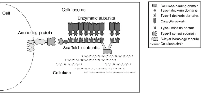 Figure 2.7 A schematic view of cellulosome subunits and its interaction between cellulose interaction and  microbes 