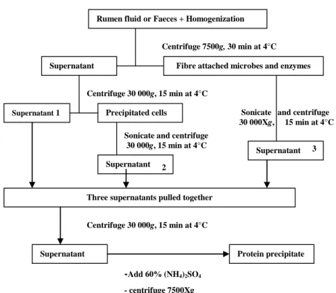 Figure 3.1 A flow chart for the precipitation of cellulase and hemicellulase from rumen fluid and faeces 