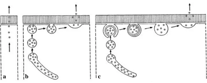 Figure  20.  Illustration  showing  different  pathways  of  secretion  in  secretory  cells