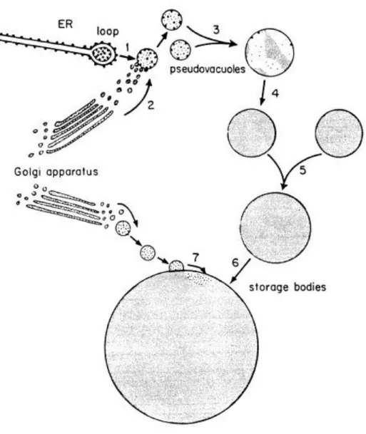 Figure  21.  Illustration  showing  likely  origin  of  protein-carbohydrate  mucilage  in  mango  fruit  ducts