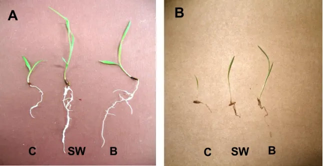 Figure  3.3:    Effect  of  smoke-water  (SW  1:500  v/v),  butenolide  (B  10 -8 M)  and  Control  (C)  on  seedling  growth  of  Themeda  triandra  Frossk  (A)  and  Hyparrhenia hirta (B)