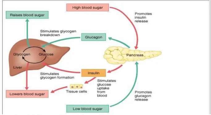 Figure  1.1:  Metabolism  of  glucose  and  regulation  of  blood  glucose  levels  are  controlled by a sophisticated hormonal system (Cummings, 2001)