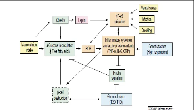 Figure  1.2:  The  induction  of  reactive  oxygen  species  (ROS)  generation  and  inflammation  (NF-kB  activation)  by  macronutrient  intake,  obesity,  free  fatty  acids,  leptin, infection, smoking, mental stress and genetic factors