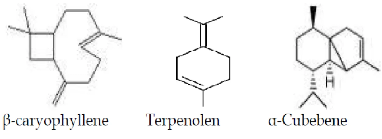 Figure  2.5:  Basic  structures  of  some  pharmacologically  important  plant  derived  tarpenes (Doughari, 2012)