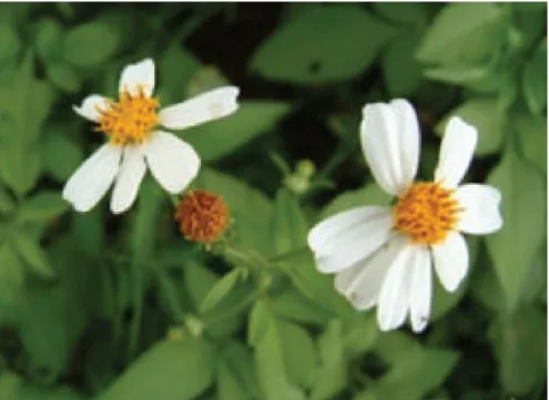 Figure 2.6:  A representative image of Bidens pilosa (Bartolome et al., 2013).