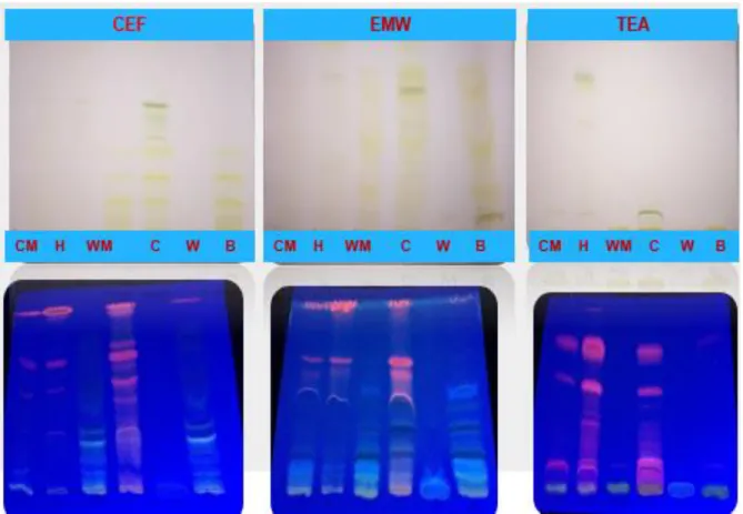 Figure  4.2:  TLC  fingerprint  profile  and  UV  active  compounds  of  B.  pilosa  crude  methanol and sub-fractions under UV light (365 nm)