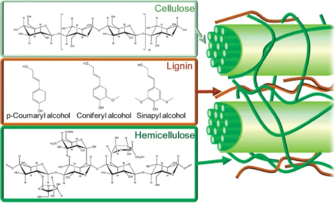 Figure 2.1. Lignocellulose structure (Bach and Skreiberg, 2016).  