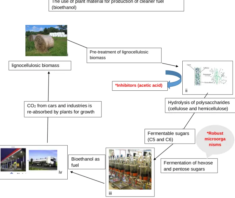Figure 2.2 Represent overall ethanol production from plant material and factors (marked in red)  that hinders ethanol yields