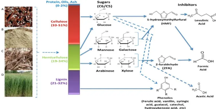 Figure 2.3.  Different  sugars and inhibitory compounds produced during pre-treatment