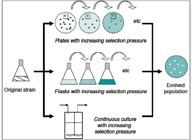 Figure 2.5 Different approaches to evolutionary engineering to obtain the desired phenotype  (Hahn-Hägerdal et al., 2005) 