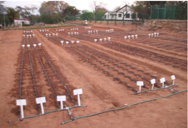 Figure 3.1 Integrated Drip Irrigation System (IDIS) at the Green Biotechnologies  Research Centre for Excellence, University of Limpopo experimental field