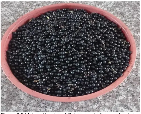 Figure 3.2 Matured berries of Solanum retroflexum after being  collected from the field before fermentation process