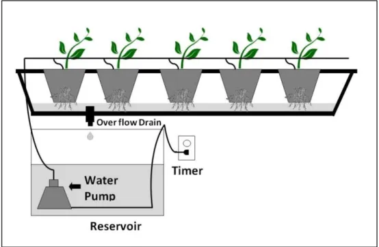 Figure 2.1  A simple hydroponic system (Birkby, 2016) 