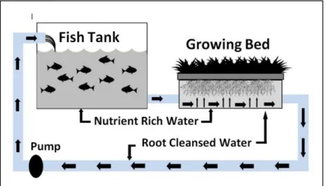 Figure 2.2  A simplified example of an aquaponic system (Birkby, 2016) 