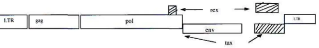 Figure 1: A schematic map of the HTLV-I genome 