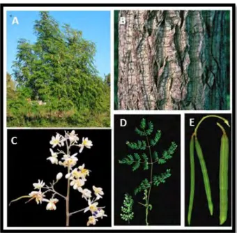 Figure 1.1: A. Moringa oleifera tree, B. Mature bark, C. Flower cluster, D. Leaves  and E