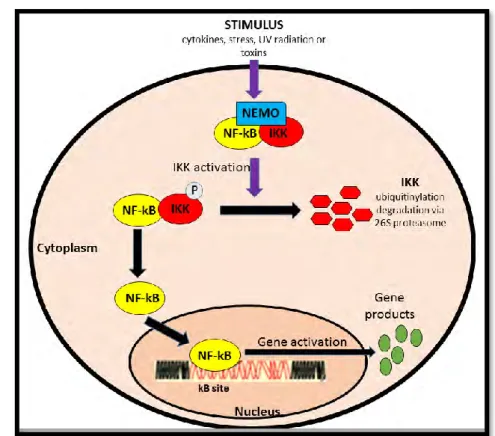 Figure 1.5: The pathway of NF-kB activation (Prepared by author). 