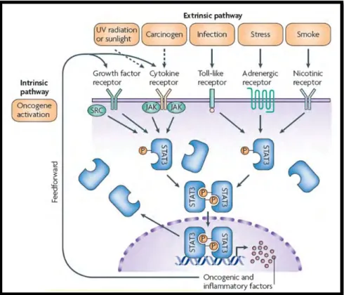 Figure 1.6:  The intrinsic and extrinsic pathway of STAT3 activation linking inflammation and  cancer (Yu et al., 2009)