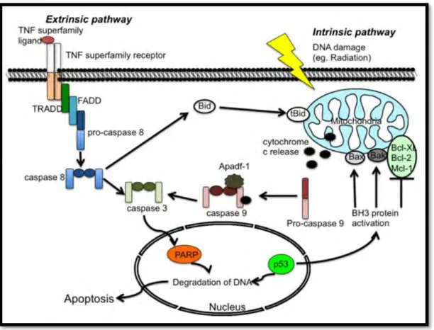 Figure 1.8: Extrinsic and intrinsic induction of apoptosis (Yuan et al., 2012). 