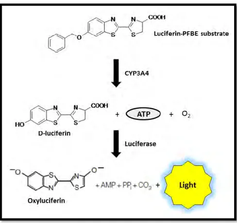 Figure 2.3: Bioluminescent assessment of CYP3A4 activity [Adapted from (Cali et al., 2012)]