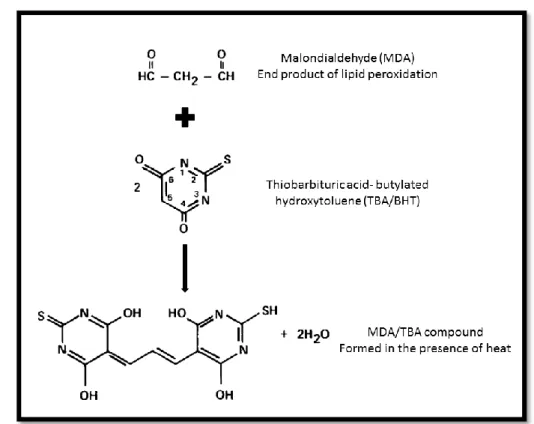 Figure  2.4:  Schematic  representation  of  TBARS  reaction  between  MDA  and  TBA/BHT  [Adapted from (Janero, 1990)]