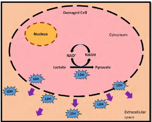 Figure 2.6: Schematic representation of LDH release from a damaged cell [Adapted from  (Forest  et al