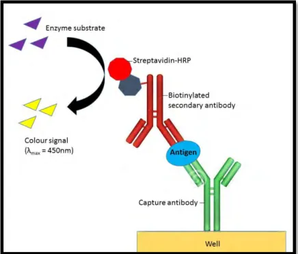 Figure 2.7: Sandwich ELISA [Adapted from (Cox et al., 2014)]. Post coating of wells, analytes  binds to their respective antibodies, the biotinylated secondary antibodies are added and bind to  the analytes