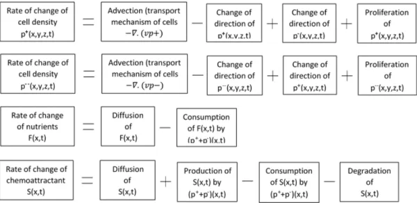 Figure 1.1: Diagram describing the time-space distribution of cells and substrates in chemotaxis with λ 0 being the unbiased turning rate (λ 0 > 0), χ the chemotactic sensitivity and k the sensitivity coefficient.