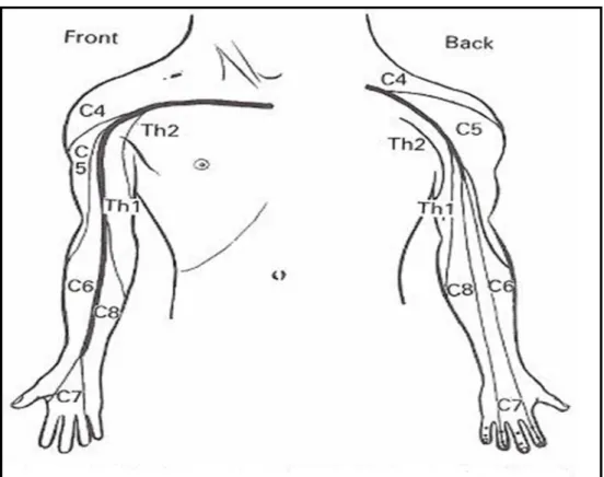 Figure 5. Approximate dermatomes and axial lines for the right upper limb   (Tomberlin and Saunders, 2001) 