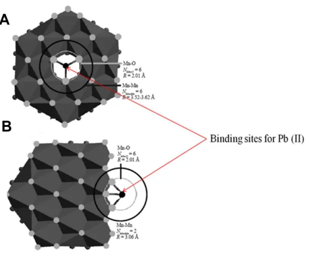 Figure 1 (Adapted from Spiro et al., 2008): Binding of Pb (II) ions onto two crystal structures  of  bacterial  manganese  oxides