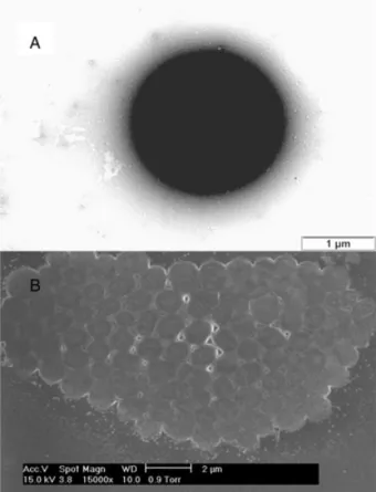 Figure 1. TEM (A) and ESEM (B) image of the manganese- manganese-oxidizing isolate Acinetobacter sp