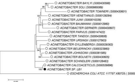 Figure 2. Phylogenetic affiliation of the strain LB1 (black circle) based on the  com-parison of its 16S rRNA gene sequence with 16 selected 16S rRNA gene sequences for type strains of the genus Acinteobacter (open circles)