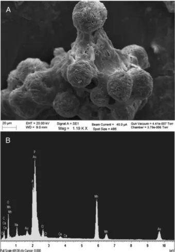 Figure 3. Impact of Mn (II) oxidation on ORP (A) and pH (B) and correlation with growth (C) over time