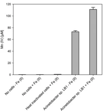 Figure 6. Biofilm-formation capacity of Acinetobacter sp. strain LB1 in comparison to the manganese (II) oxidizing strain L