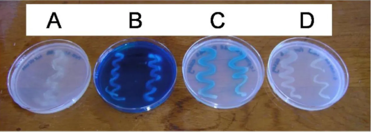 Figure S2:  Qualitative detection  of  Mn  (II) oxidation  by  the  manganese (II) oxidizing  isolate Acinetobacter sp