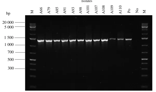 Figure 3.10. Agarose gel (1.5%) electrophoresis image displaying 16S PCR amplification  products of selected AEFB isolates using 16S rRNA forward and reverse primers