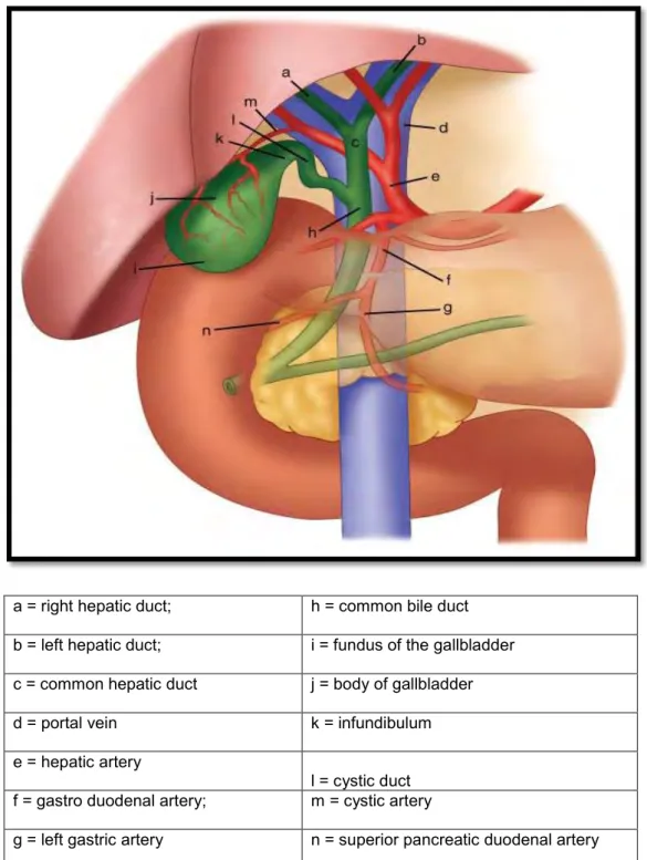Figure 4:  Normal biliary anatomy: - Anterior aspect of the biliary anatomy  3 