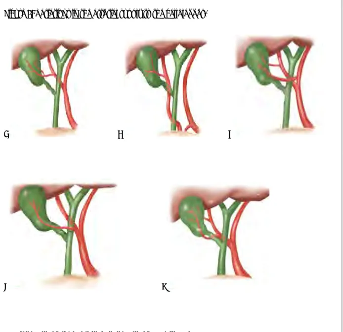 Figure 6: Variations in the arterial supply to the gallbladder.  