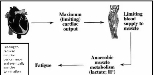 Figure 2: The Cardiovascular / Anaerobic Model (Adapted from Noakes, 2000)   Shei  and  Mickleborough’s (2013) observations during exercises of varying  intensity  was  that  cardiac output  along  with  blood-flow  to  the  working  muscles  rises  to  pe