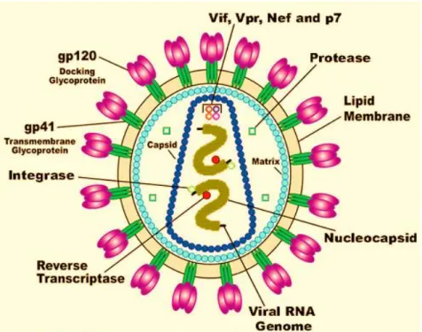 Figure 1.3   .  Diagram of HIV illustrating the viral RNA genome, nucleocapsid,  lipid  membrane,  the  gp120  docking  glycoprotein,  gp41  transmembrane  glycoprotein,  the  viral  enzymes  (reverse  transcriptase, integrase, protease) and viral proteins