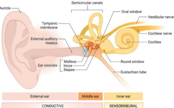 Figure 2. 1 The structure of the ear with indications of the main compartments of the  ear, namely: Outer ear, middle ear, and inner ear (Payne and Wong, 2022)