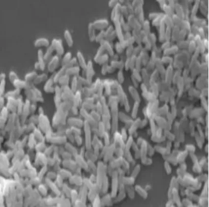 Figure 2. 5 Microscopic image of Escherichia coli (Singh et al., 2015). 