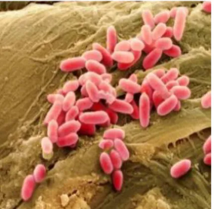 Figure 2. 6 Microscopic image of Pseudomonas aeruginosa (Tyavambiza, 2018). 